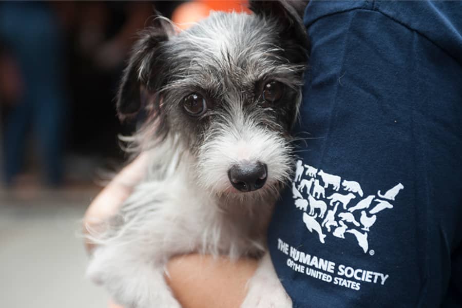 The Humane Society Supported By Streamers